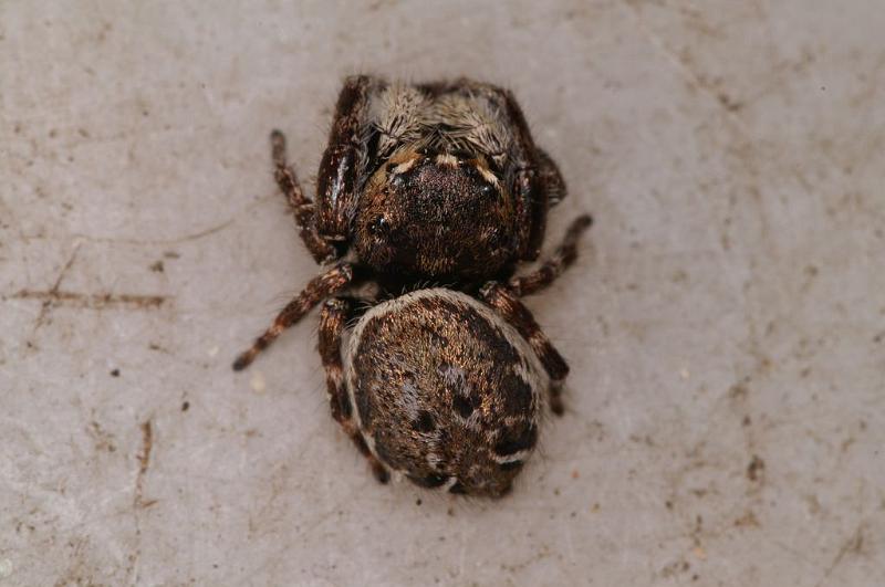 Simaetha_thoracica_D7876_Z_90_North Stradbroke island_Australie.jpg